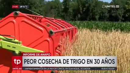 Cosecha de trigo de la campaña de invierno “​​​​​​​es la peor de los últimos 30 años”; no cubre ni el 5% de lo que demanda el país