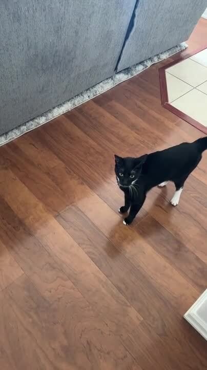 Owner Scares Their Cat