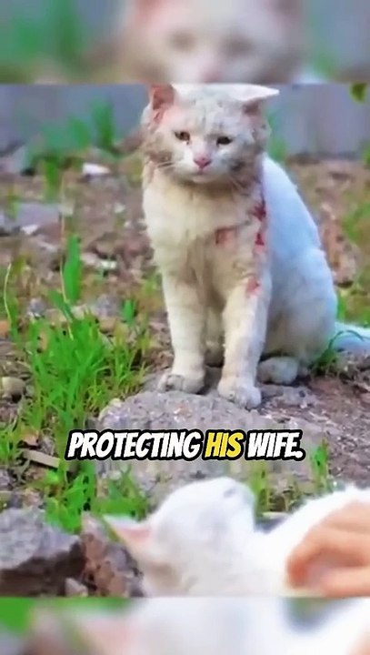 A White Knight(720P_HD)
