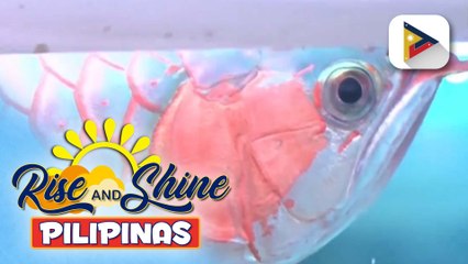 Arowana and Pets Exhibit