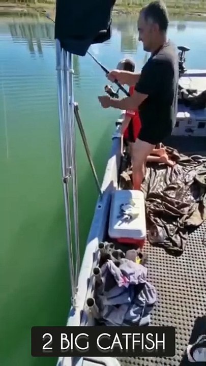 Sepasang ikan kucing