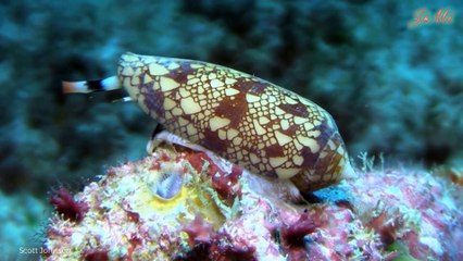 Bí Ẩn Loài Ốc Cực Độc Săn Cá Làm Thức Ăn - Ốc Nón Địa Lý