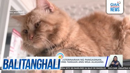 Office of the Provincial Veterinarian ng Pangasinan, nagpaalala na puwede ring tamaan ang mga alagang hayop ng leptospirosis | Balitanghali
