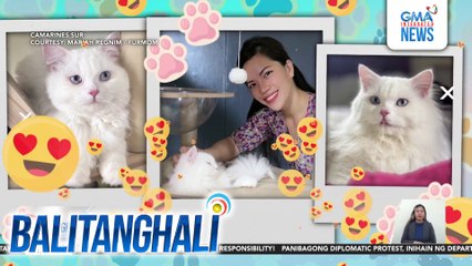 Pet lover, na-expectation vs. reality sa alagang Persian cat | Balitanghali