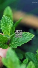 Many Benefits Of Mint