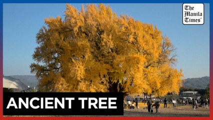 South Koreans flock to 800-year-old ginkgo tree as leaves turn golden
