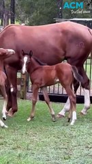Rare twin foals born on Clybucca farm