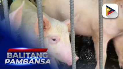 Laoag City, nananatiling ASF-free ayon sa City Veterinary Office