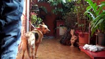 Manú, aquela cachorra tomando banho! - 11/07/10 | Daniel Fraga