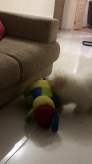 Play time #maltese #petdog #petfun #funnypets