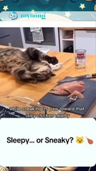 Sleepy… or Sneaky? 😼🍗#animals #cat #funnyvideo