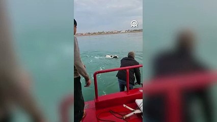 Kasaptan kaçan dana Van Gölü'ne girdi!