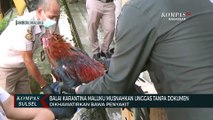 Dikhawatirkan Bawa Penyakit, Balai Karantina Maluku Musnahkan Unggas Tanpa Dokumen