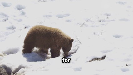 Why Do Some Animals Hibernate ? The Science Explained !