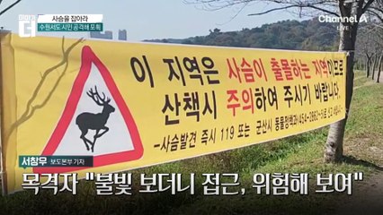 “뿔 달린 큰 사슴 봤다” 군산서 포착