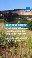 Les pelouses sableuses des Gorges de l'Ardèche sous la loupe