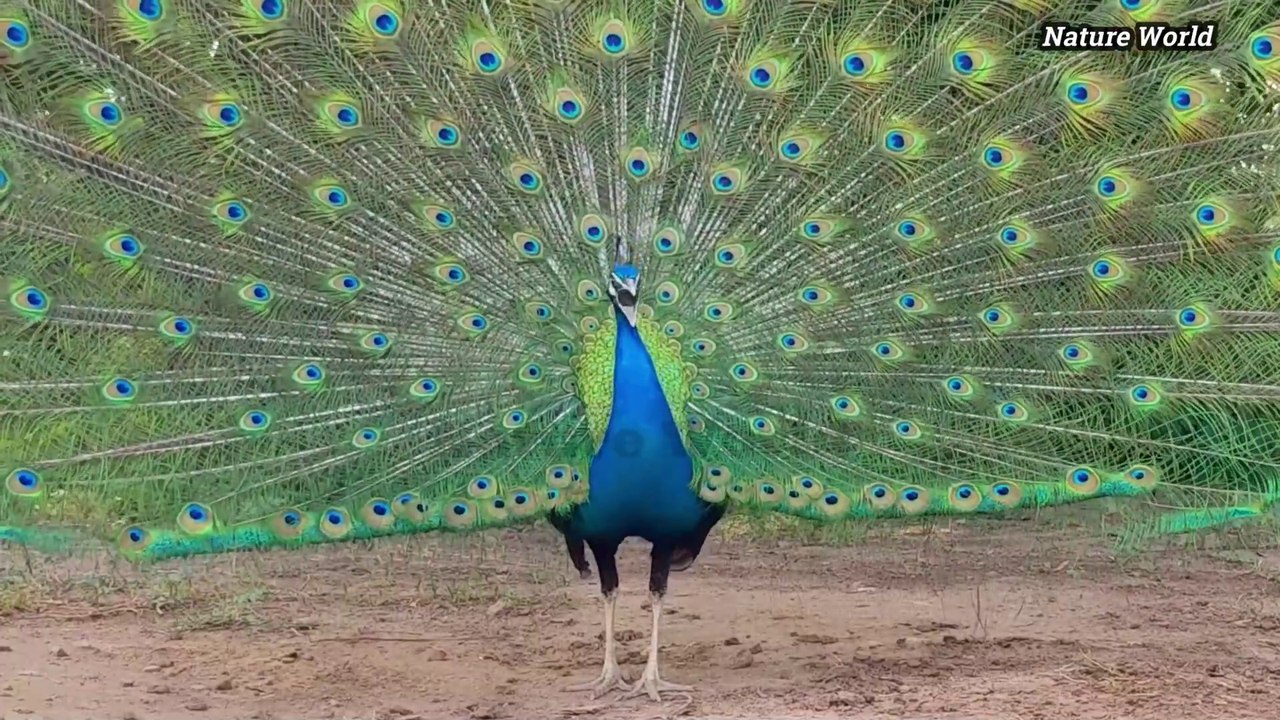 New Black Blue and white peacock sound 4k - Beautiful animal mor peafowl bird calls 2024_1080p