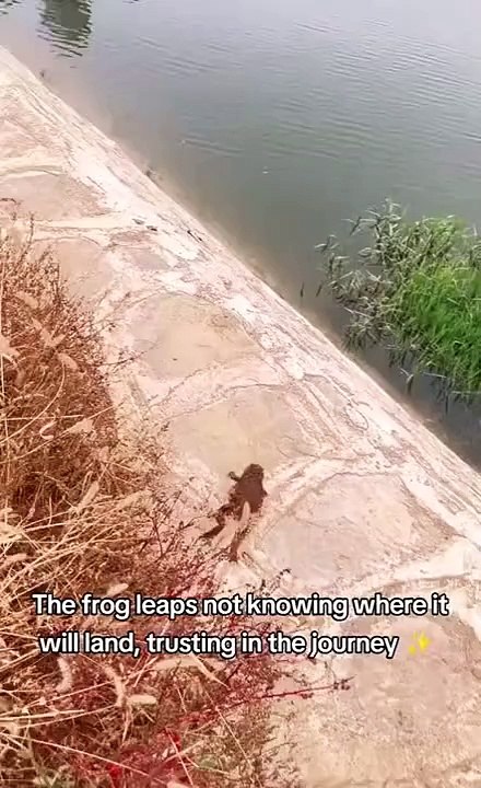 Frog Gone Fall in water
