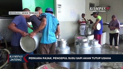 Perkara Pajak, Pengepul Susu Sapi Akan Tutup Usaha