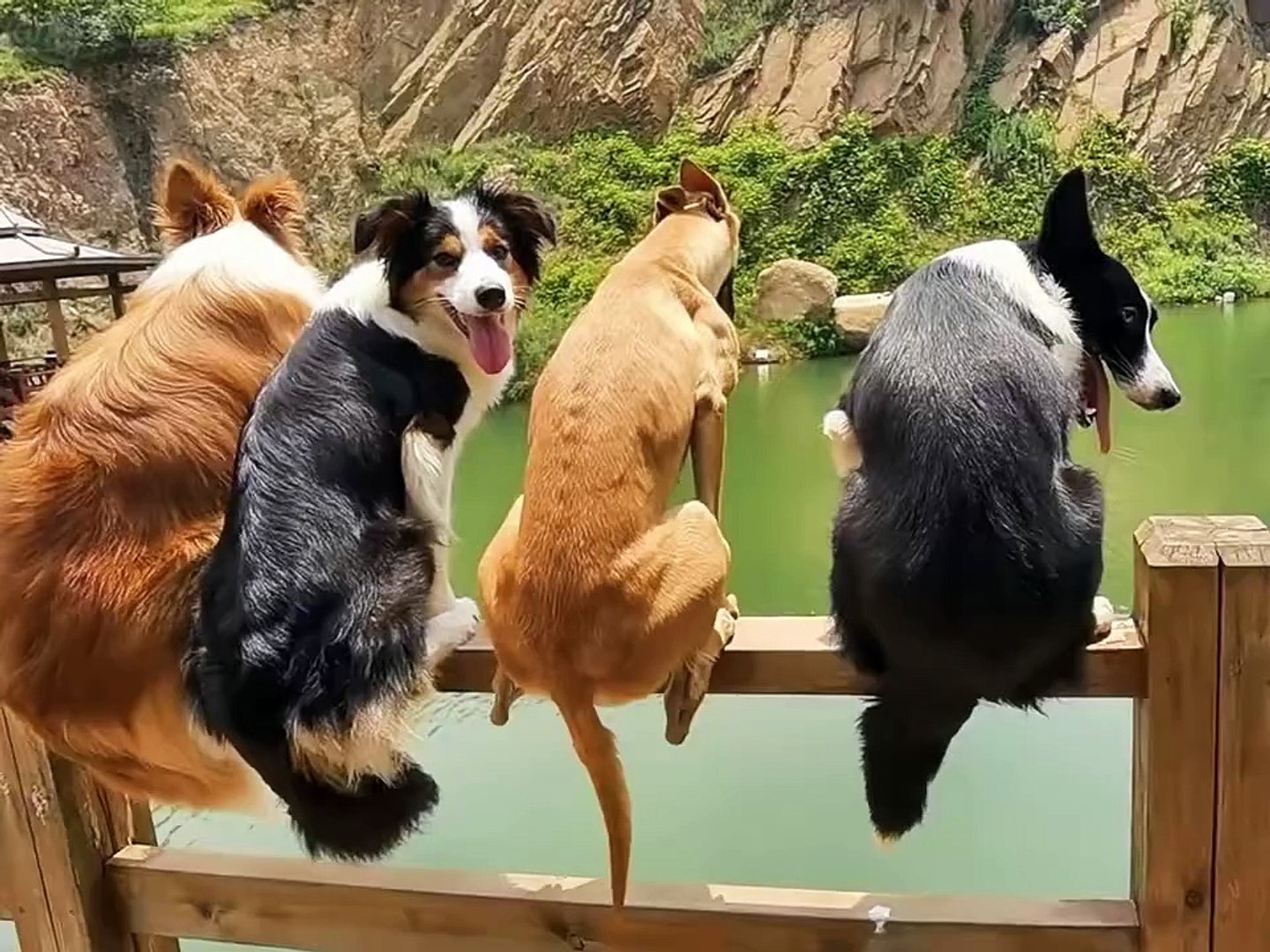 ⁣The cute moments of our dogs, do they make your heart flutter? Come share the funny daily life of yo