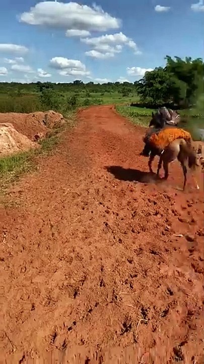 Funny video