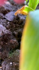 Organic turmeric