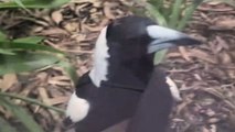 Aggressive magpie cracks window after pecking at it every morning for two weeks