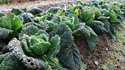 6 Verduras Que Puedes Plantar Este Invierno