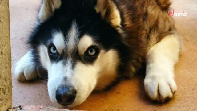 Ce chien est au refuge depuis plus de 4 ans : peut-il encore espérer trouver des humains pour le comprendre ?