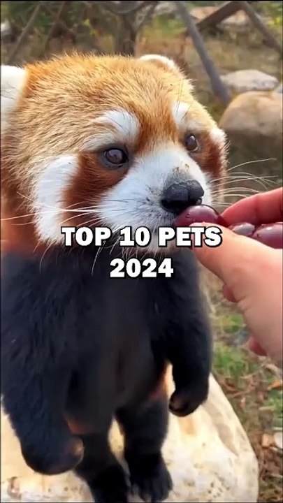 TOP 10 PETS 2024! #animals #cuteanimals #pets #top10 #shorts