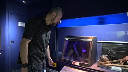 Plus nombreux, plus dangereux: le Brésil sous le signe du scorpion