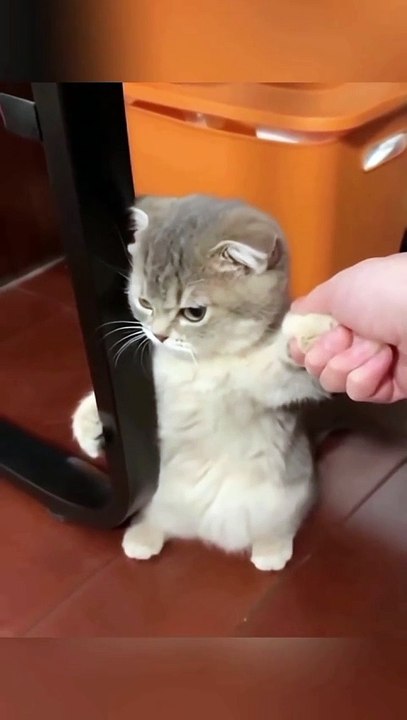Funny video