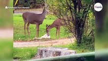 Jelenie zbliżają się do kota. Kilka sekund później rozgrywa się niezwykła scena (video)