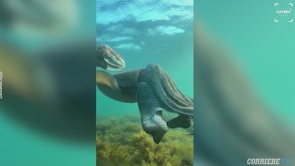 Una buceadora capta el momento único del año al coincidir con una sepia gigante abriéndose camino en el océano