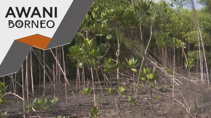 Paya Bakau Tanjung Manis sokong biodiversiti & ekopelancongan