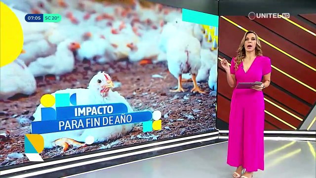 ​Hay pérdidas diarias de $us 700.000, dicen avicultores que ven posible falta de pollo para Navidad ante escasez de diésel