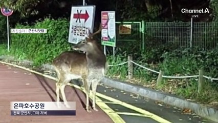 군산서도 뿔 달린 대형 사슴 출몰…주민 ‘화들짝’