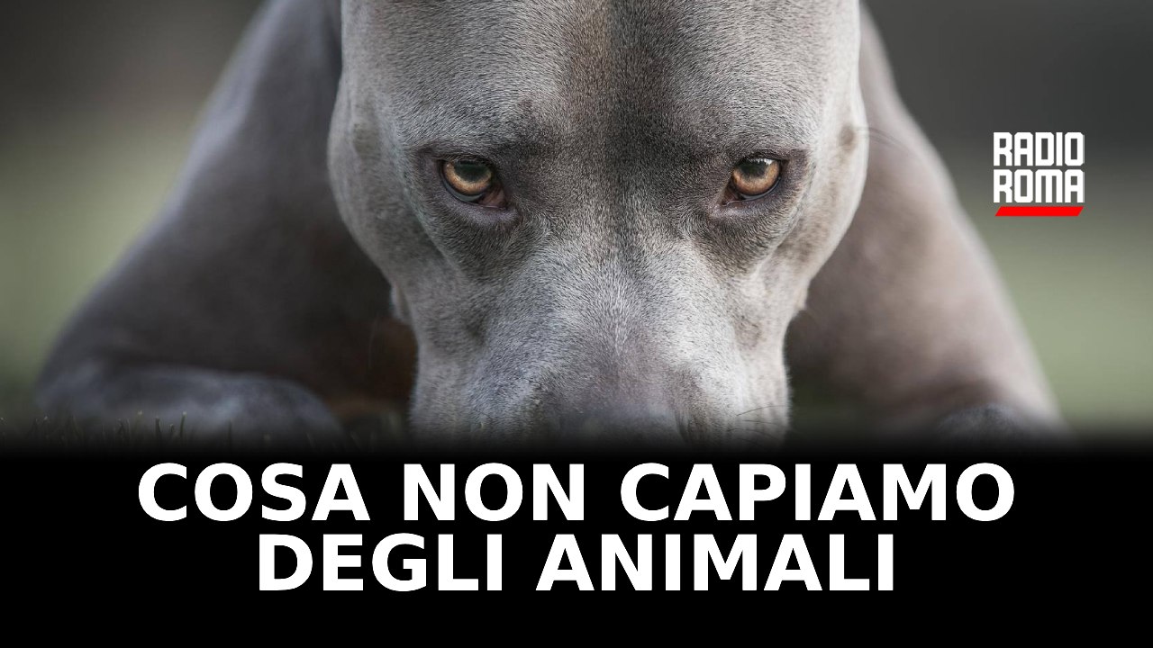 Cosa non capiamo degli animali