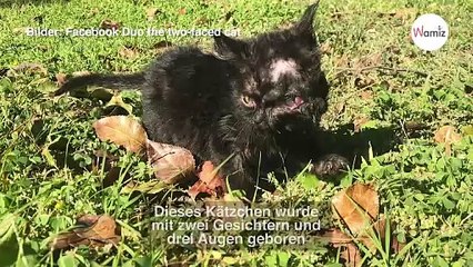 Eine Laune der Natur: Diese Katze hat drei Augen und zwei Mäuler