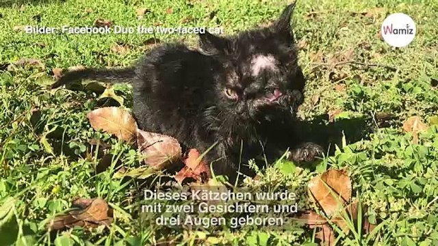 Eine Laune der Natur: Diese Katze hat drei Augen und zwei Mäuler