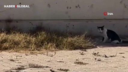 Kedi, cüsseli fare ile baş edemedi