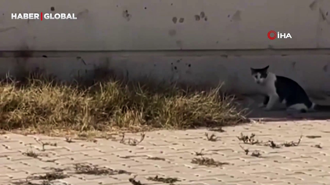 Kedi, cüsseli fare ile baş edemedi