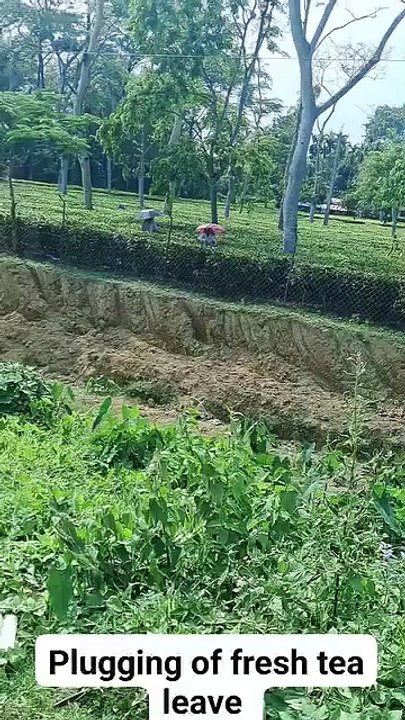 Pouring  of water