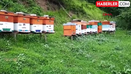 Samsun'da Arıcılık Yaparak İki Altın Madalya Kazandı