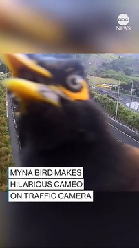 Regardez cet oiseau qui s’incruste devant une caméra de vidéosurveillance positionnée sur une autoroute en Nouvelle-Zélande - vIDEO