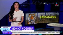 Rescatan a ocho tigres de bengala abandonados en fincas en Sinaloa