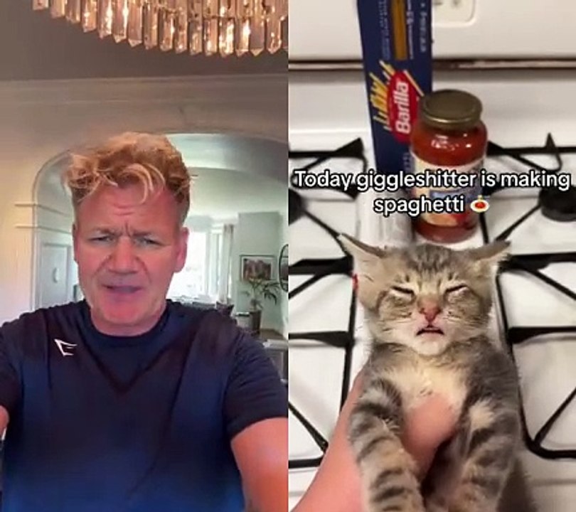 #duet with @VX I think only Remy should be allowed near a stove….#ramsayreacts #cats