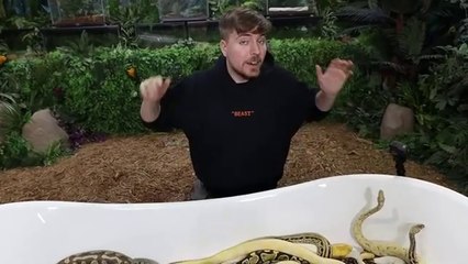 Would You Sit In Snakes For $10,000