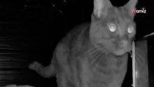 Construyen un refugio para gatos callejeros: abrumados por su éxito, toman una decisión radical (vídeo)