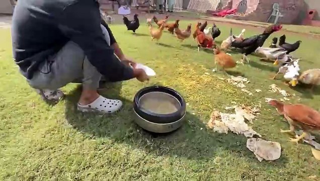 shehar mein dehat ep 86 2024 animal mini zoo New Home Almost Completed 😍 Turab Ny Bakriyan Khareed li